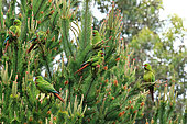 Slender-billed parakeets (Enicognathus leptorhynchus) on a pine tree, Chile