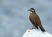 Dark-bellied cinclodes (Cinclodes patagonicus) on rock, Chile