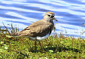 Rufous-chested plover (Charadrius modestus) on ground, Chile
