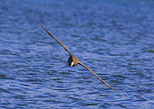 Northern Giant Petrel (Macronectes giganteus) in flight, Chile