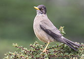Austral Thrush (Turdus falcklandii) on a branch, Chile