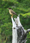 Austral Thrush (Turdus falcklandii) on a dead tree, Chile
