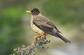 Austral Thrush (Turdus falcklandii) on a branch, Chile