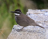 Dark-bellied cinclodes (Cinclodes patagonicus) on rock, Chile