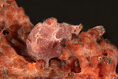 Painted frogfish (Antennarius pictus). Batu Nitti diving site. Island of Bali. Indonesia.