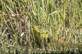 Ocellated lizard (Timon lepidus) in grass, Crau, Provence, France
