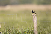 Starling (Sturnus vulgaris) on a stake, Arles, Provence, France