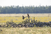 Greater Spotted Eagles (Clanga clanga) on a branch, la Crau, Provence, France