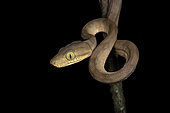Portrait of Amazon Tree Boa (Corallus hortulanus), Rorota, Remire-Montjolly, French Guiana