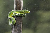 Amazon tree Boa on a trunk in the rain (Corallus hortulanus), Petit Saut, French Guiana