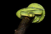 Amazonian boa on a branch (Corallus hortulanus), Roura, French Guiana