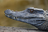 Portrait of Schneider's Smooth-fronted Caiman (Paleosuchus trigonatus) on a trunk, Petit Saut, French Guiana