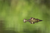 Portrait of a Schneider's Smooth-fronted Caiman (Paleosuchus trigonatus) in a pond, French Guiana