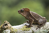 South American Common toad on a branch (Rhinella margaritifera), Roura, French Guiana