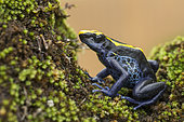 Dyeing poison frog on a trunk (Dendrobates tinctorius), Montagne de Kaw, French Guiana