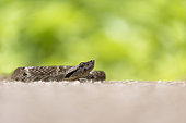 Common lancehead on road (Bothrops atrox), Montagne de Kaw, French Guiana