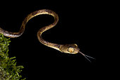 Amazon Basin Tree Snake (Imantodes lentiferus), Rotota, Remire-Montjoly, French Guiana