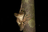 Giant Broad-headed Treefrog (Osteocephalus taurinus), front on a branch, Montagne de Kaw, French Guiana