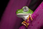 Tiger-striped leaf frog on a branch (Callimedusa tomopterna), Roura, French Guiana