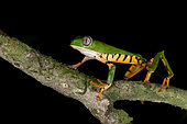 Tiger-striped leaf frog moving on a branch (Callimedusa tomopterna), Roura, French Guiana