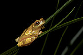 White-leaf frog (Dendropsophus leucophyllatus), Régina, French Guiana