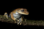 Amapa tree frog (Boana dentei), Monagne de Kaw, French Guiana
