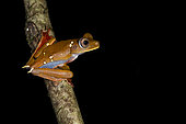 Diabolic treefrog on a branch (Boana diabolica), Kaw Mountain, French Guiana