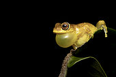 Lesser tree frog singing on a leaf (Dendropsophus minutus), Kaw Mountain, French Guiana