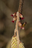 Hazel (Corylus avellana), female flowers and male flowers,, garden, Belfort, Territoire de Belfort, France