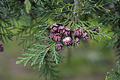 Western red cedar (Thuja plicata), Emile Lechten park, Belfort, Territoire de Belfort, France