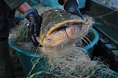 Silurus glanis, fishing, hauling in nets at daybreak, boat, Doubs river, upstream from Dole, Jura, France