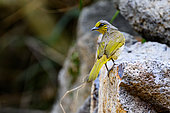 Stripe-throated Bulbul (Pycnonotus finlaysoni), Cat Tien National park, Vietnam