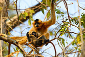 Southern yellow-cheeked crested gibbon (Nomascus gabriellae), female and a juvenile feeding, Cat Tien national park, Vietnam