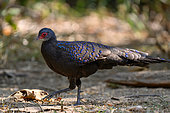 Germain's Peacock-Pheasant (Polyplectron germaini), male, Cat Tien national park, Vietnam