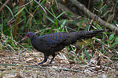 Germain's Peacock-Pheasant (Polyplectron germaini), male, Cat Tien national park, Vietnam