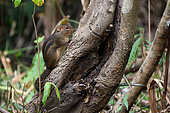 Berdmore's ground squirrel (Menetes berdmorei), Cat Tien national park, Vietnam