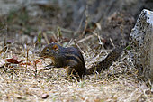 Berdmore's ground squirrel (Menetes berdmorei), Cat Tien national park, Vietnam