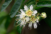 Duabanga grandiflora flower's , Danang, Vietnam.