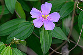 Malabar Melastome (Melastoma malabathricum) flower, Danang, Vietnam