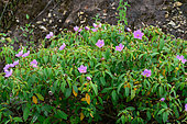 Malabar Melastome (Melastoma malabathricum) in bloom, Danang, Vietnam
