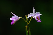 Bamboo orchid (Arundina graminifolia) flowers, Bach Ma National park, Vietnam
