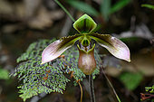 Lady's Slipper Orchid (Paphiopedilum sp) flower, Bach Ma National park, Vietnam