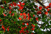 Tonkin Maple (Acer tonkinense) foliage, Vietnam Bach Ma National park, Vietnam
