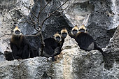 Cat Ba langur (Trachypithecus poliocephalus), group on cliff side, Cat Ba island , Vietnam