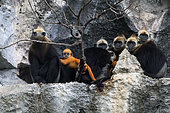 Cat Ba langur (Trachypithecus poliocephalus), group with babies on cliff side, Cat Ba island , Vietnam