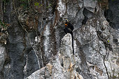 Cat Ba langur (Trachypithecus poliocephalus), female and her baby on cliff side, Cat Ba island, Vietnam