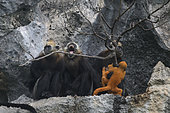 Cat Ba langur (Trachypithecus poliocephalus), group with babies on cliff side, Cat Ba island, Vietnam
