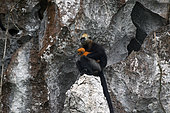 Cat Ba langur (Trachypithecus poliocephalus), female and her baby on cliff side, Cat Ba island , Vietnam