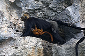 Cat Ba langur (Trachypithecus poliocephalus), female and her baby on cliff side, Cat Ba island , Vietnam