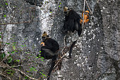 Cat Ba langur (Trachypithecus poliocephalus), females and their babies on cliff side, Cat Ba island , Vietnam